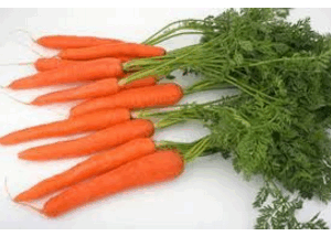 Carrots Dutch - bunch