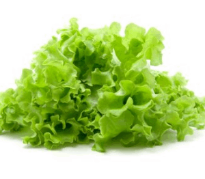 Lettuce Coral - each