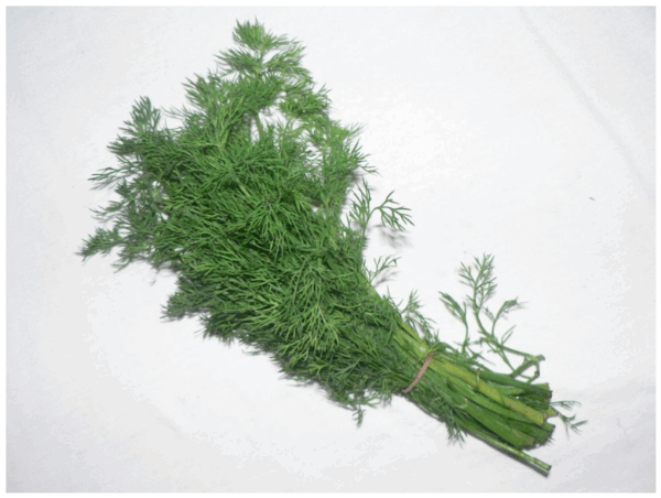 Dill - bunch