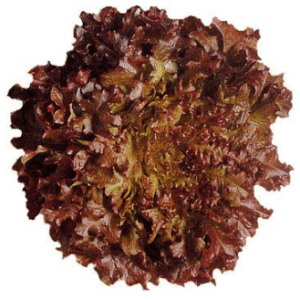 Lettuce Oakleaf Red - each