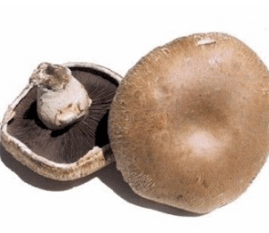 Mushrooms Portabello - 500 gram