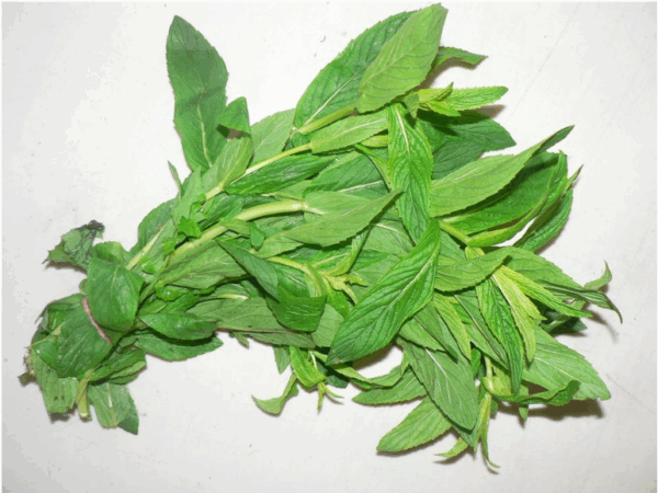 Mint - bunch