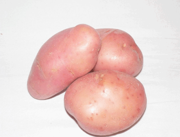Potato Red No2 - 5kg prepacked bag