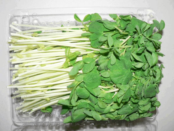 Sprout Snow Pea - punnet