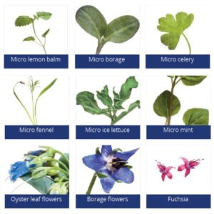 micro herb