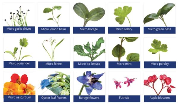 micro herb