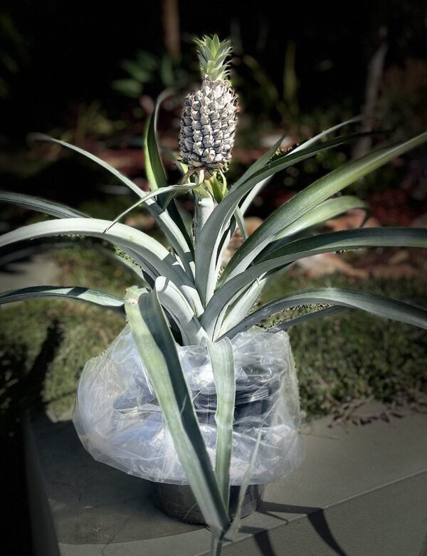 Pinepple Plant - 200mm pot (Ananas Comosus) - Image 4