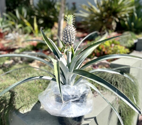 Pineapple plant
