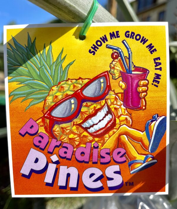 Paradise pines - pineapple plant