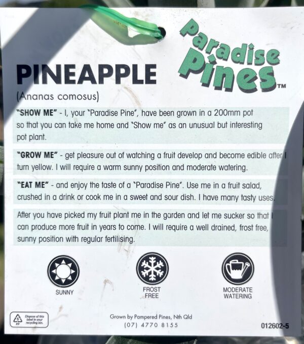 Pinepple Plant - 200mm pot (Ananas Comosus) - Image 3